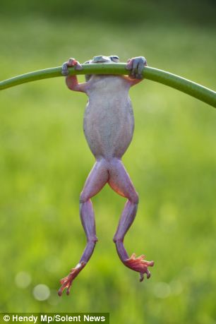 froggy1