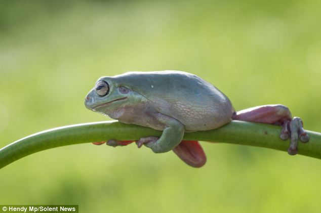 froggy4