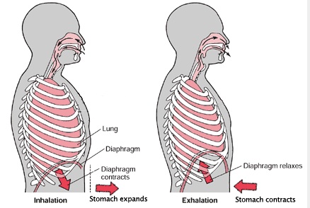 bracing vs breathing